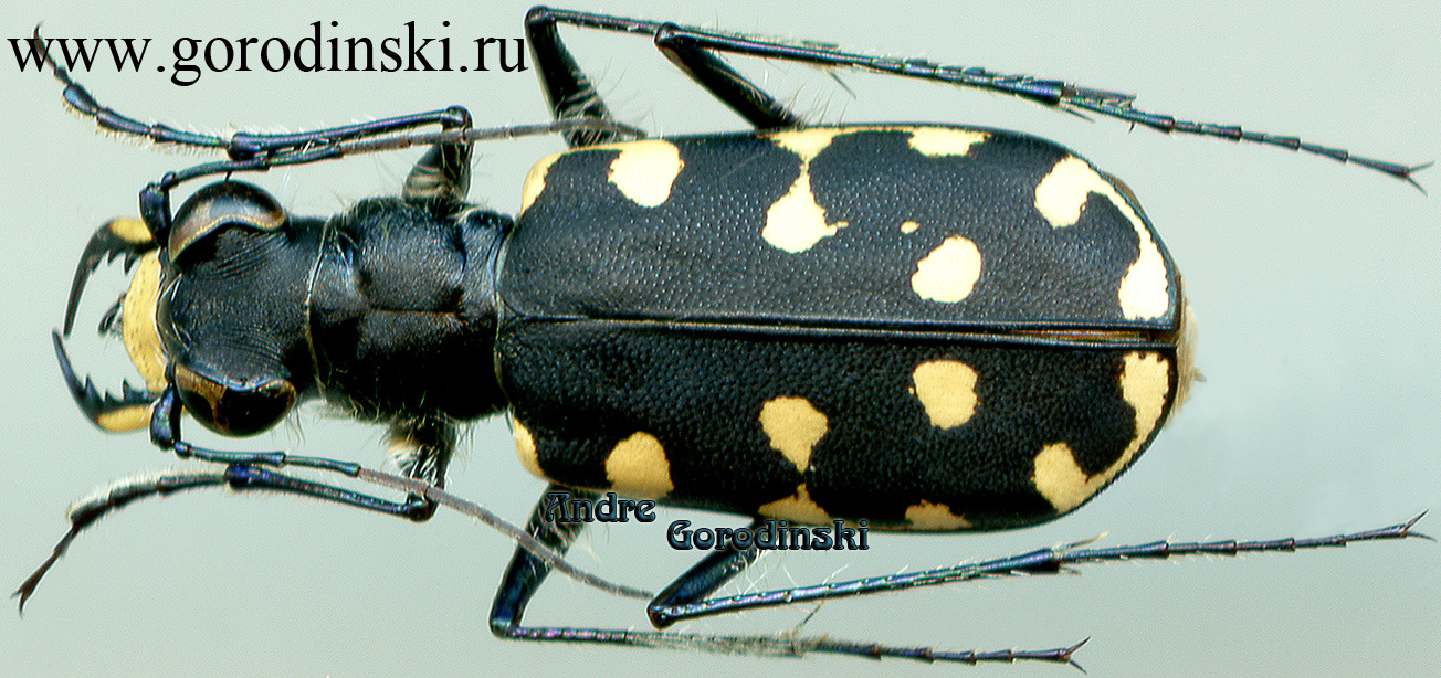 http://www.gorodinski.ru/cicindela/Lophyridia littoralis piepingensis.jpg